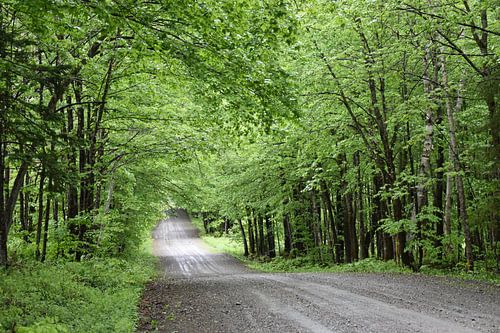 Een landweg in de zomer