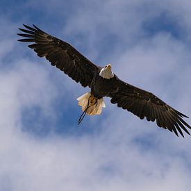 Lady Maya en fuite sur Patrick van Oostrom