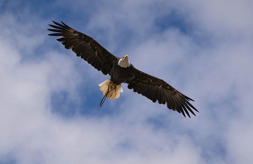 Lady Maya in flight by Patrick van Oostrom