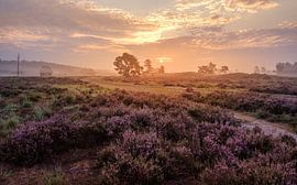 Loonse and Drunense Dunes in bloom by Kevin IJpelaar