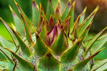 Close up of an artichoke by Frank Kuschmierz
