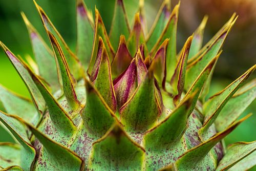 Close-up van een artisjok