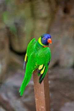 Kleurrijke papegaai van t.ART
