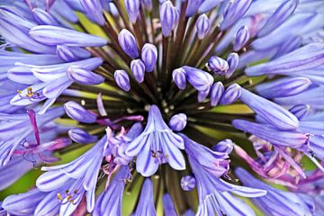 een blauwe sierlelie in mijn tuin