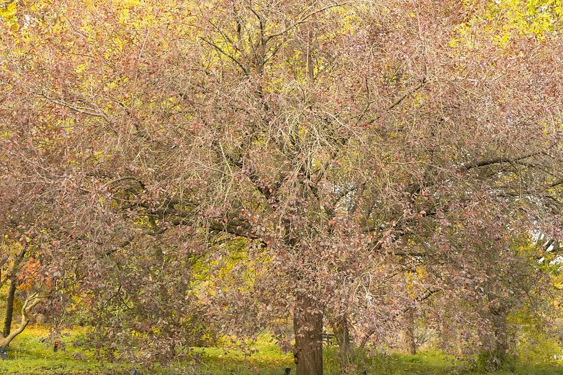 Herbstdunst von Richard Gouw