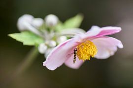 Redstanemoon mit kleiner Schwebfliege
