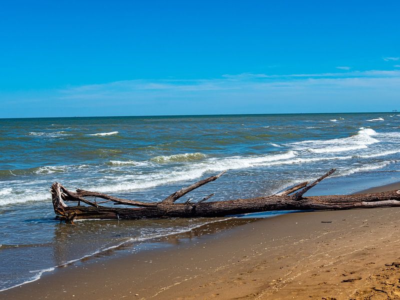 Treibholz an einem Strand an der Adria von Animaflora PicsStock