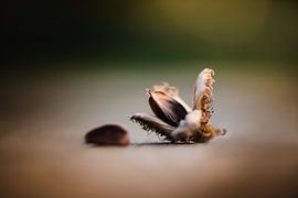 Beechnut by Jantina Mulder