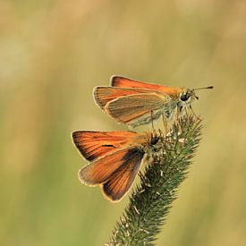 Butterflies sur Janine van Lagen