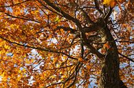 Herfst boom, kleurrijke bladeren van Nicole Nagtegaal thumbnail