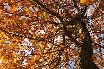 Herfst boom, kleurrijke bladeren van Nicole Nagtegaal