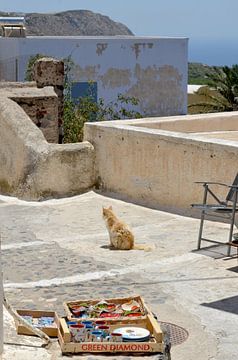 Peaceful lane in Santorini with restful cat by Carolina Reina