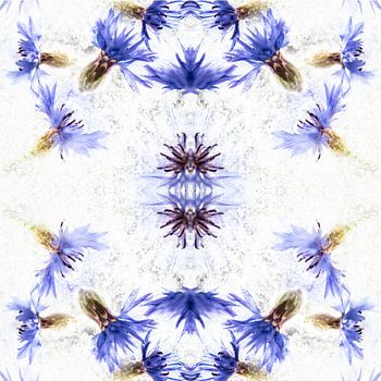 Frozen Korenbloem spinnetje