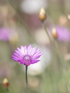 Fleurs de paille dans le champ