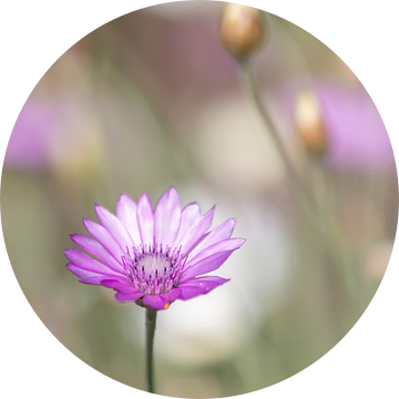 Strobloemen in het veld van Ellen Driesse