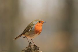 Robin by Ruben Evers