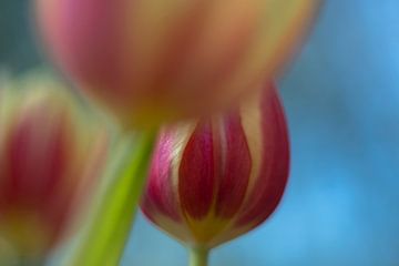 Tulip Art by Deez - Tulpen in Nederland van Desiree Adam-Vaassen