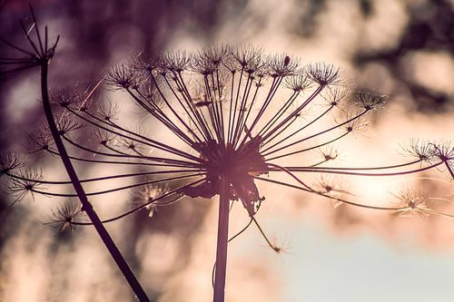 Berenklauw in ochtendgloren