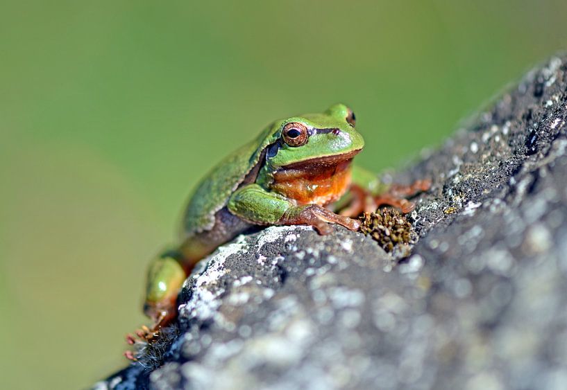 Tree Frog by Wiltrud Schwantz