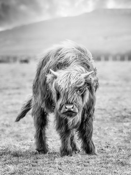 Scottish Highlander calf by John van den Heuvel