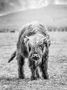 Scottish Highlander calf by John van den Heuvel thumbnail