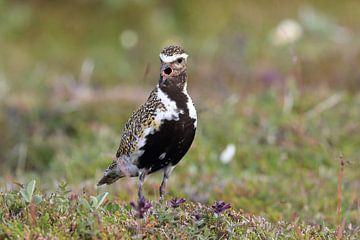 Europese goudplevier (Pluvialis apricaria) in de natuurlijke habitat, IJsland van Frank Fichtmüller