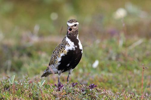 Europese goudplevier (Pluvialis apricaria) in de natuurlijke habitat, IJsland