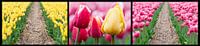tulpen drieluik  van Fotografie Egmond thumbnail