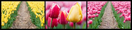 tulpen drieluik 