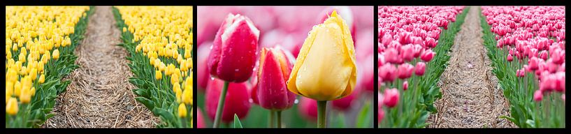 tulpen drieluik  van Fotografie Egmond