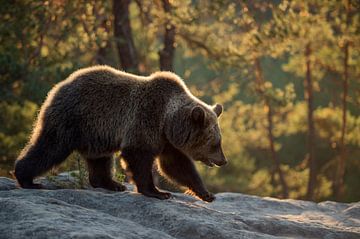 European Brown Bear ( Ursus arctos ), walking over rocks, first warm morning light, backlit, Europe. by wunderbare Erde