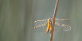 Vuurlibel von Kim Meijer