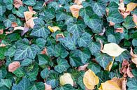 Bladeren van klimop in de herfst van Fartifos thumbnail