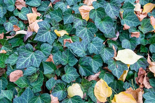 Ivy leaves in autumn