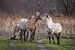 Konik-Pferde von Andy van der Steen - Fotografie