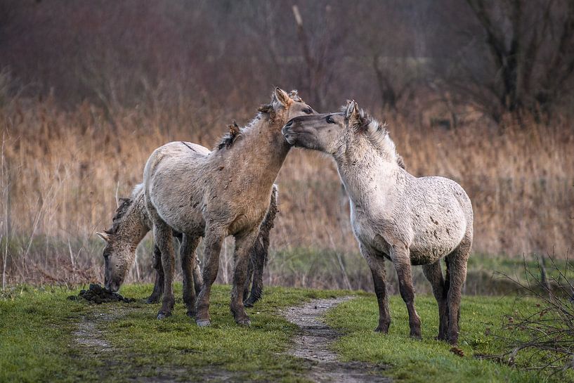Konik-Pferde von Andy van der Steen - Fotografie