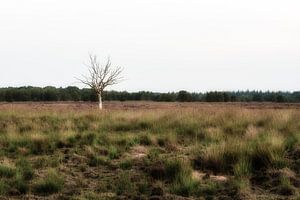 Einsamer Baum auf der Heide von Maikel Brands