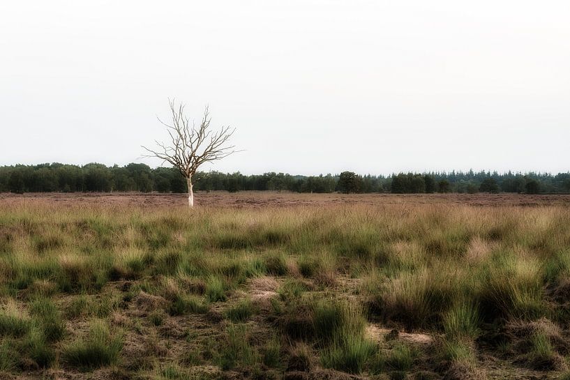 Lonely tree on the heath by Maikel Brands