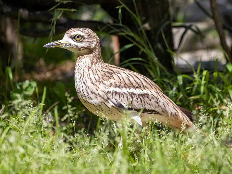 Een mooie triel van Teresa Bauer