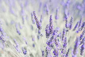 Champ de lavande en Provence