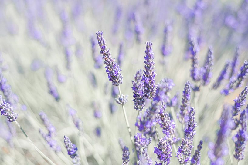 Lavendelfeld in der Provence von DsDuppenPhotography