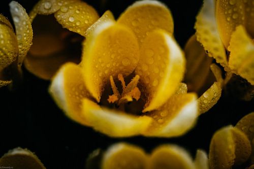 Gele Krokus