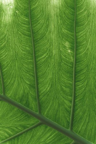 Beleuchtetes grünes Blatt Korn