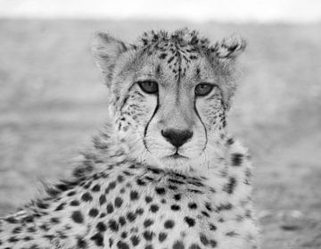 cheetah, black and white by Leo van Maanen