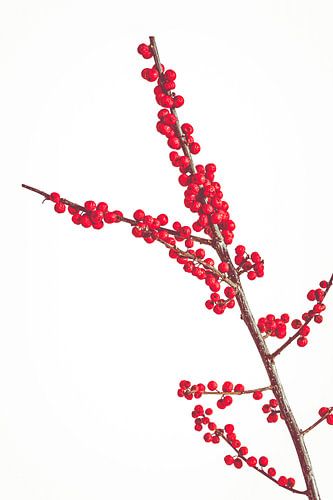 Kerst tak rode beshulst | Natuur fotografie