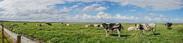 Panorama met uitzicht op koeien van Tieme Snijders