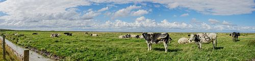 Panorama met uitzicht op koeien