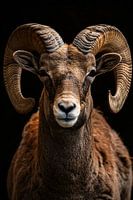 Indrukwekkende Ram met Elegante Krullende Hoorns