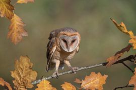 Effraie des clochers sur Lies Bakker
