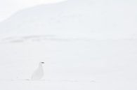 Sneeuwhoen in het sneeuwlandschap van Sam Mannaerts thumbnail